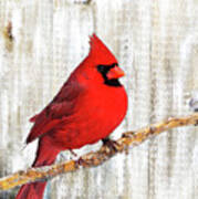 Cardinal Rustic Art Poster