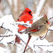 Cardinals In The Winter Poster