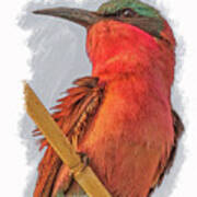 African Carmine Bee-eater Poster