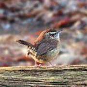 Carolina Wren Poster