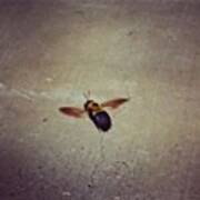 Carpenter Bee #bees #flying Poster