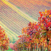 Castelvetro Di Modena, Vineyards In Autumn Poster