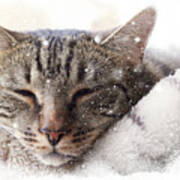 Cat And Snow Poster