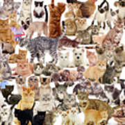 Cat Montage Poster