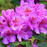 Catawba Rhododendron In Bloom Poster