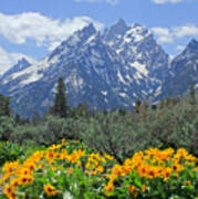 Dm9328-cathedral Group Tetons Poster