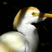 Cattle Egret In Shadow Poster