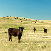 Cattle Grazing On The Plains Poster