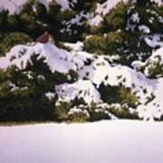 Cedar And Snow Poster