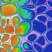 Cell Abstract 2 Poster