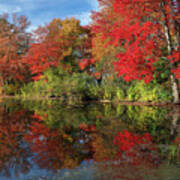 Central Massachusetts Fall Foliage Brillance Poster