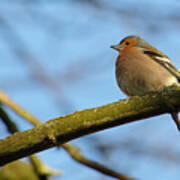 Chaffinch And Bud Poster
