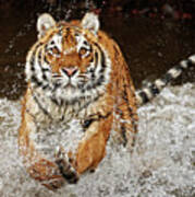 Siberian Tiger Charging 1 Poster