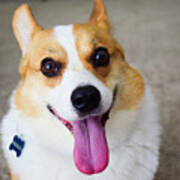 Charlie The Corgi Poster