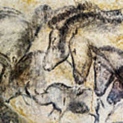 Chauvet Horses Aurochs And Rhinoceros Poster