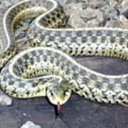 Checkered Garter Snake Poster