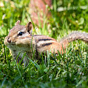 Cheeky Chipmunk Poster