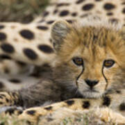 Cheetah Cub Portrait Poster