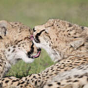 Cheetah Cubs Licking Poster