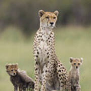 Cheetah Mother And Cubs Poster