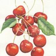 Cherries Poster