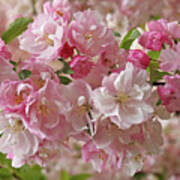 Cherry Blossom Closeup Poster