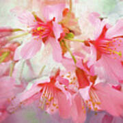 Cherry Blossom Serenity Poster