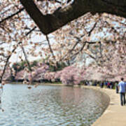 Cherry Blossom Stroll Around The Tidal Basin Poster