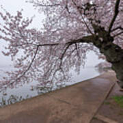 Cherry Blossom Tree In Fog Poster