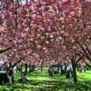 Cherry Blossom Trees Of B B G # 7 Poster