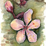 Cherry Blossom Watercolor Poster