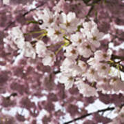 Cherry Blossoms For Spring Poster