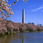 Cherry Blossoms On The Tidal Basin 15j Poster