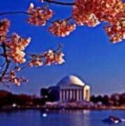 Cherry Blossoms On The Tidal Basin Poster