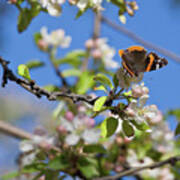 Monarch Butterfly On Cherry Tree Poster