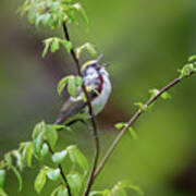 Chestnut Sided Warbler Calling Poster