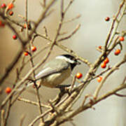 Chickadee 2 Of 2 Poster