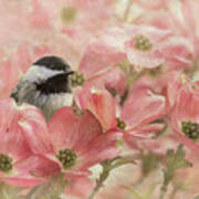 Chickadee In The Dogwood Poster