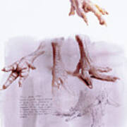 Chicken Foot Study Poster