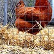 Chicken In The Straw Poster