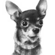Chihuahua Pup Poster