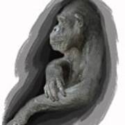 Primate Profile Poster