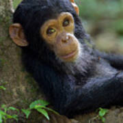 Chimpanzee Pan Troglodytes Baby Leaning Poster