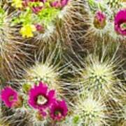 Cholla Cactus Blooms Poster