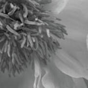 Chrysanthemum Macro Black And White Poster