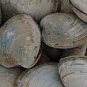 Clam Shells Poster