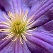 Clematis Poster
