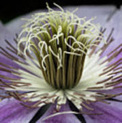Clematis World Poster