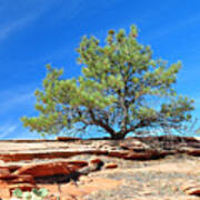 Clinging Tree In Zion National Park Poster