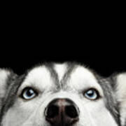 Close-up Head Of Peeking Siberian Husky Poster